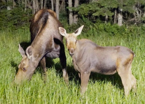 See Your Fill Of Moose On This Nighttime Safari Tour In New Hampshire
