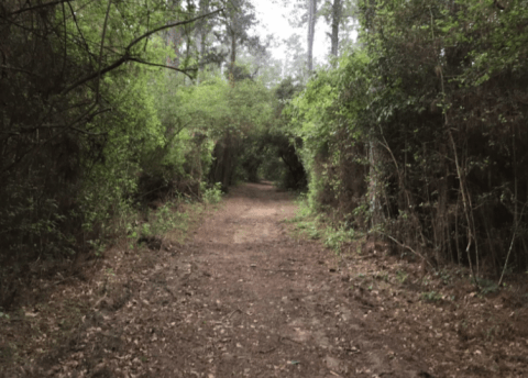 Take A Hike Into Kleb Woods Nature Preserve, A Fairytale Forest In Texas