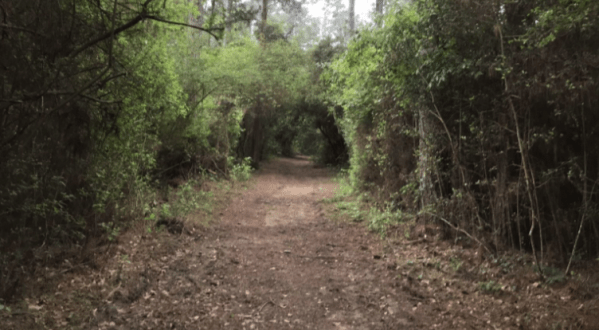 Take A Hike Into Kleb Woods Nature Preserve, A Fairytale Forest In Texas