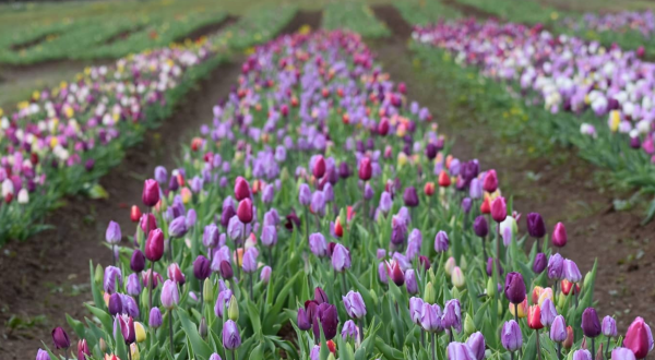 Take A Virtual Tour Through A Sea Of 1.5 Million Tulips And Daffodils At Burnside Farms In Virginia