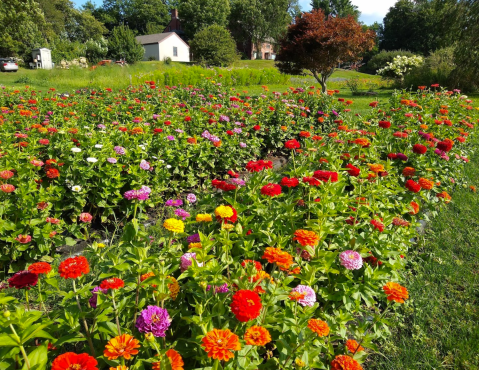 Visit Rosaly's Garden, A Multi-Acre U-Pick Flower Farm In New Hampshire