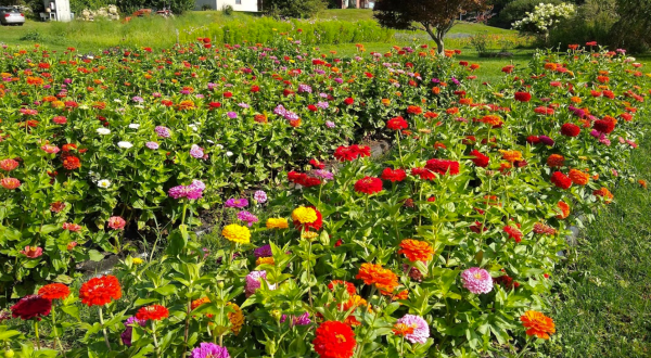 Visit Rosaly’s Garden, A Multi-Acre U-Pick Flower Farm In New Hampshire