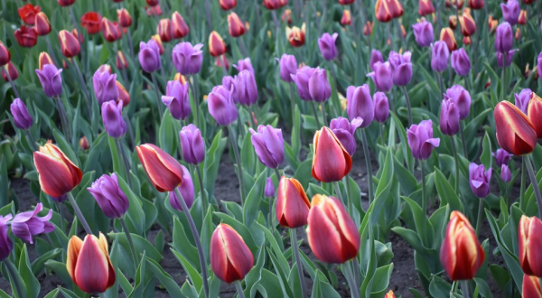 Take A Virtual Tour Through A Sea Of Flowers At The McCrory Gardens In South Dakota