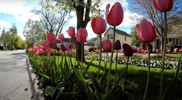 Take A Virtual Tour Through A 6-Mile Stretch Of Tulip Lanes In Holland, Michigan