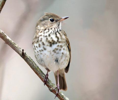Watch Out For These 7 Birds That'll Be Appearing Again In Vermont Backyards During Spring