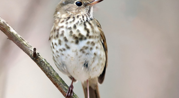 Watch Out For These 7 Birds That’ll Be Appearing Again In Vermont Backyards During Spring