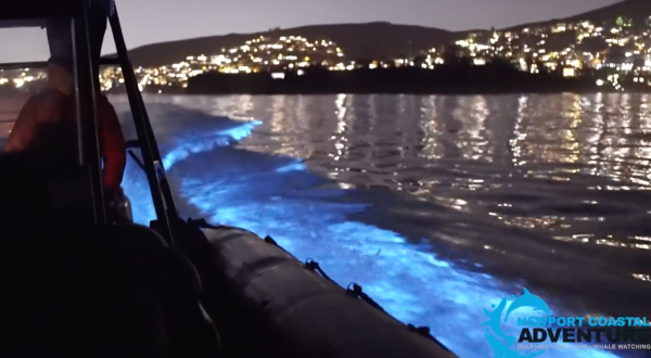 The Glowing Blue Waves At Southern California’s Newport Beach Are A Strange Natural Phenomenon