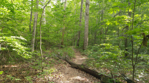 Escape The Entire World On The Secluded Devil's Breakfast Table Trail In Tennessee