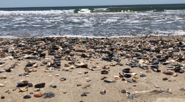 Thousands Of Sea Shells Cover The Outer Banks Beaches With No Tourists Around