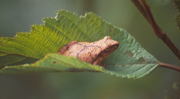 Thousands Of Singing Spring Peepers Are A Welcome Sound Of A New Season Here In Connecticut