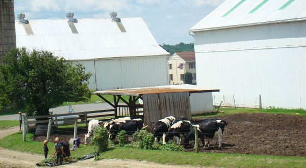 8 Historical Facts About How The Amish, An Entire Culture Of People Already Distanced From Society, Came To Illinois