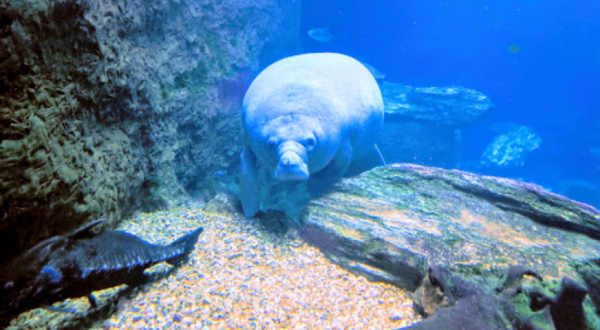 The Dallas World Aquarium In Texas Is Offering Free Livestreams Of Sharks, Manatees, And More