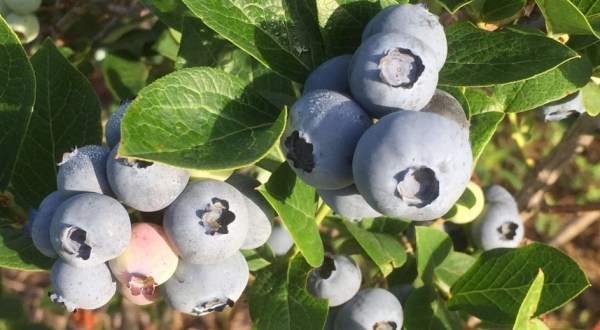 Coin-Sized Blueberries Are Naturally Grown In Kansas At Chautauqua Hills Farm
