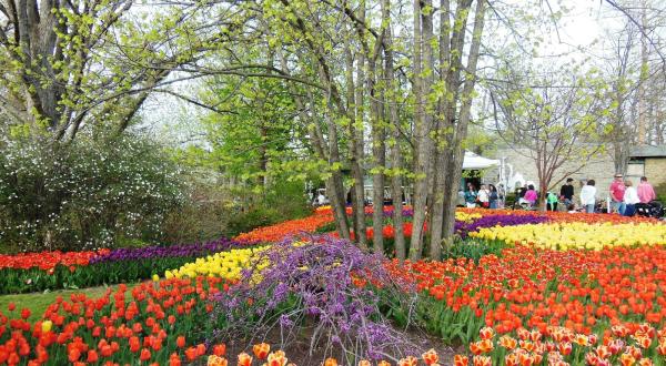 Take A Virtual Tour Through A Sea Of More Than 100,000 Tulips With The Cincinnati Zoo And Botanical Garden