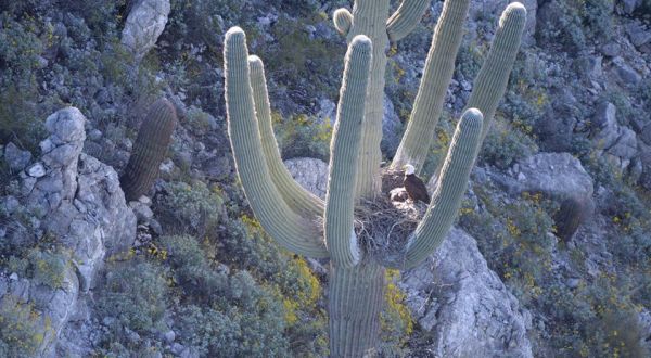 A Bald Eagle Was Photographed Nesting In Saguaro Cacti For The First Time Ever