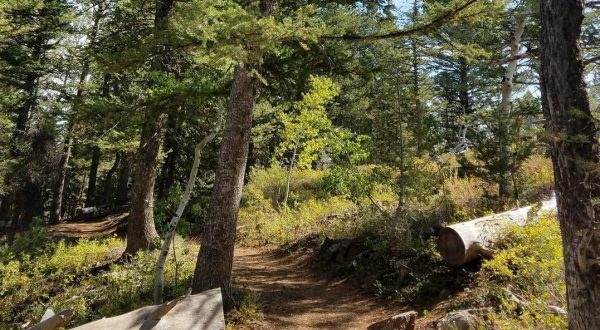 This Easy Nature Trail Near Idaho Leads You Through A Peaceful Forest And Straight To A 500-Year-Old Tree