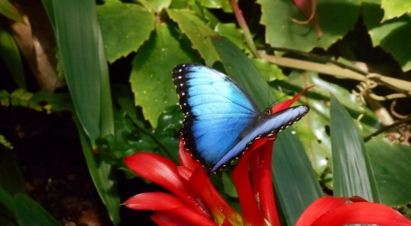Frederik Meijer Gardens In Michigan Is Live Streaming Its Butterfly Exhibition For Your Enjoyment
