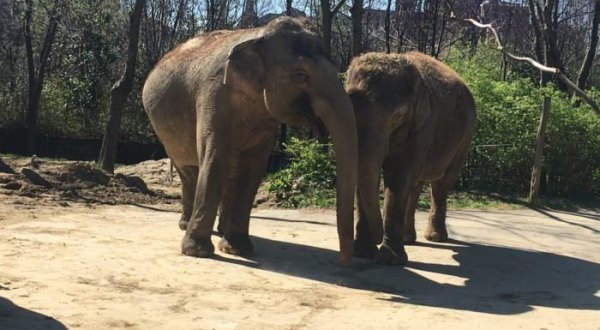The Cincinnati Zoo In Ohio Is Offering Free Livestreams Of Elephants, Wallabies, And More