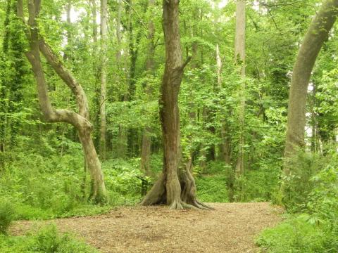 Surround Yourself In A Forest Filled With 200-Year-Old Trees At The Chesapeake Arboretum In Virginia