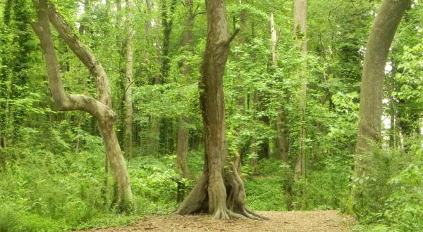 Surround Yourself In A Forest Filled With 200-Year-Old Trees At The Chesapeake Arboretum In Virginia