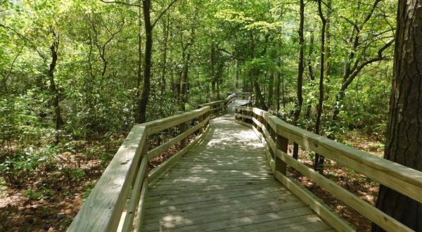 Take An Easy One-Hour Loop Trail To Enter Another World At First Landing State Park In Virginia