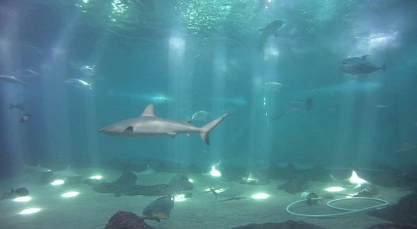 The Maui Ocean Center In Hawaii Is Offering Free Livestreams Of Sharks, Stingrays, And More