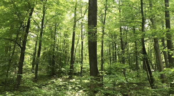 Explore Wide Open Spaces At Pine Mountain Reserve, A 368-Acre Natural Area In Connecticut