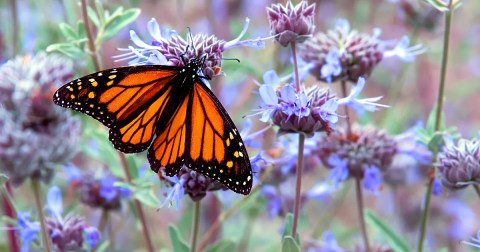 Thousands Of Monarch Butterflies Are Headed Straight For Virginia This Spring