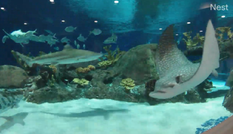 The OdySea Aquarium In Arizona Is Offering Free Livestreams Of Sharks, Sea Lions, And More