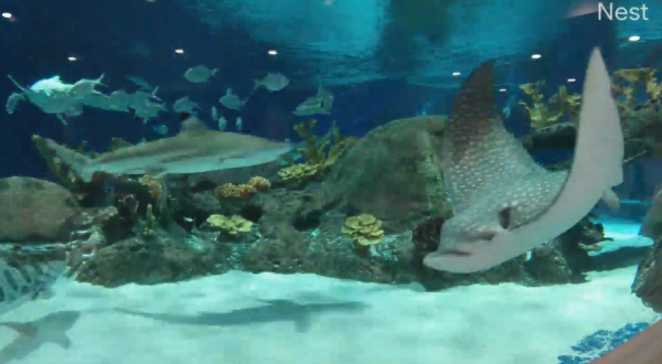 The OdySea Aquarium In Arizona Is Offering Free Livestreams Of Sharks, Sea Lions, And More