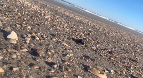 Thousands Of Sea Shells Cover The Tybee Island Beaches With No Tourists Around
