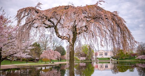 University Circle's Cherry Blossoms In Cleveland Is In Full Bloom And It’s An Extraordinary Sight To See