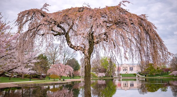 University Circle’s Cherry Blossoms In Cleveland Is In Full Bloom And It’s An Extraordinary Sight To See