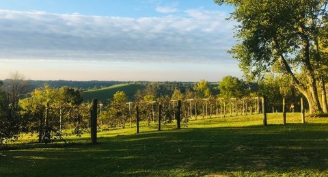 One Of The Oldest Vineyards In The Country Can Be Found In The Hills Of Kentucky