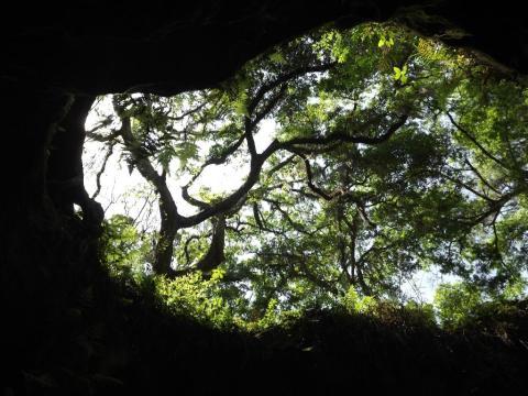 Take An Easy Out-And-Back Trail To Enter Another World At Dames Cave In Florida