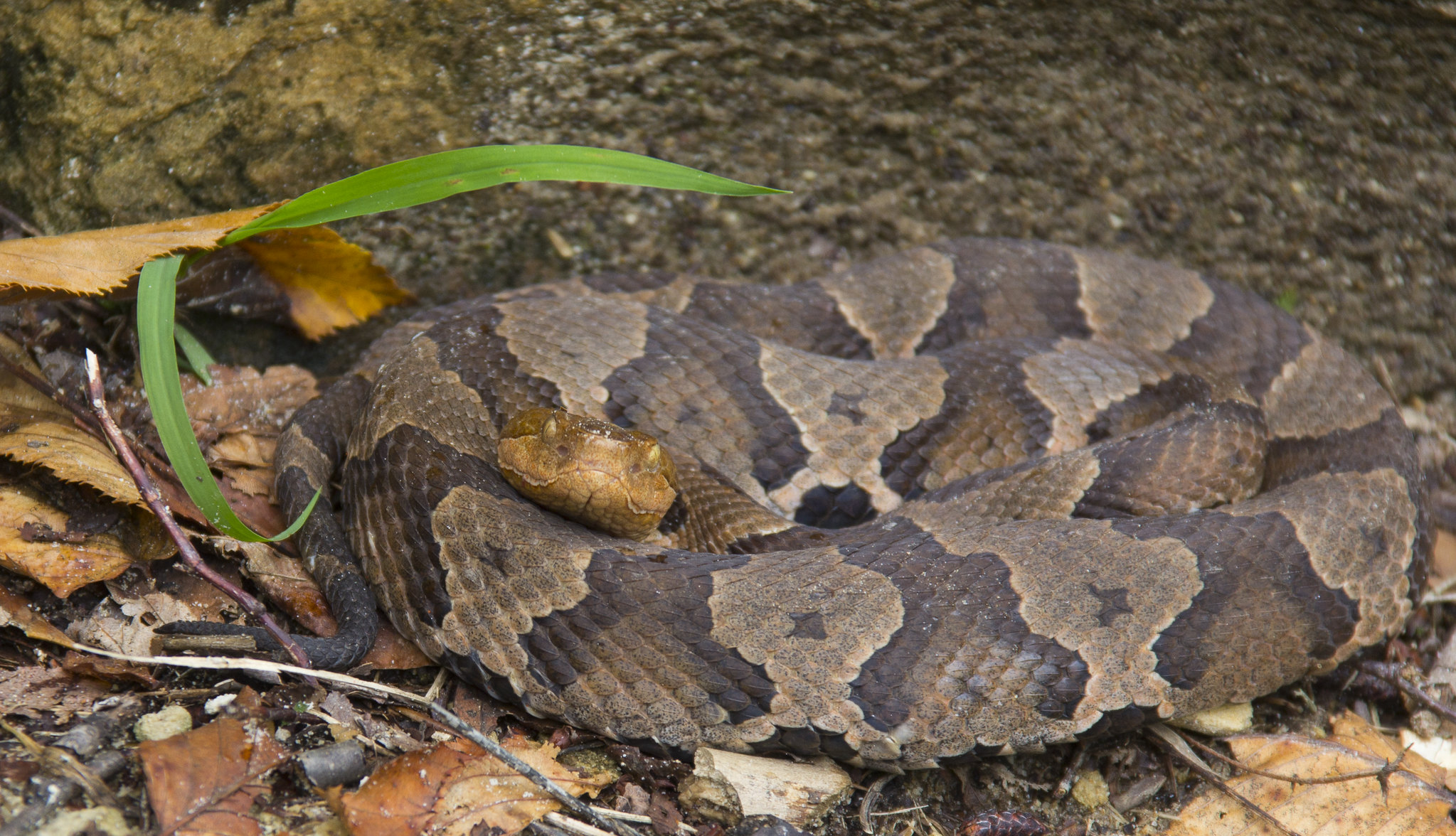 Be On The Look Out For Venomous Snakes In Kentucky