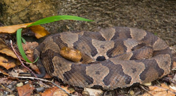 Watch Your Step, More Venomous Snakes Are Emerging From Their Dens Around Kentucky