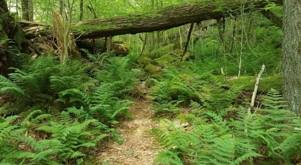 The Enchanting Thick Mountain & Swift Run Trail In Pennsylvania Is Like Something From A Fairy Tale