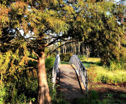 Hiking At Sam Houston Jones State Park In Louisiana Is Like Entering A Fairytale