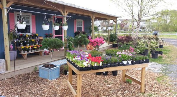 Start Your Garden With A Grow-Your-Own Kit From Delaware’s Inland Bay Garden Center