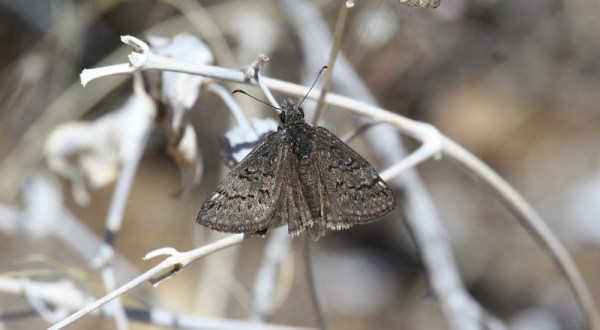 New Mexico Is Being Pestered By Millions Of Moths Currently Invading The State
