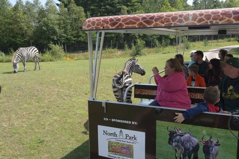 The Safari Tram Ride At Wisconsin's Wildwood Wildlife Park Is Perfect For Your Next Outing 