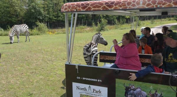 The Safari Tram Ride At Wisconsin’s Wildwood Wildlife Park Is Perfect For Your Next Outing 