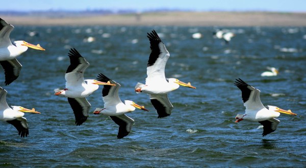 The World’s Largest Colony Of White Pelicans Have Returned To North Dakota For Nesting Season