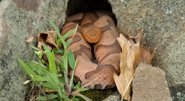 Watch Your Step, More Copperheads Are Emerging From Their Dens Around West Virginia