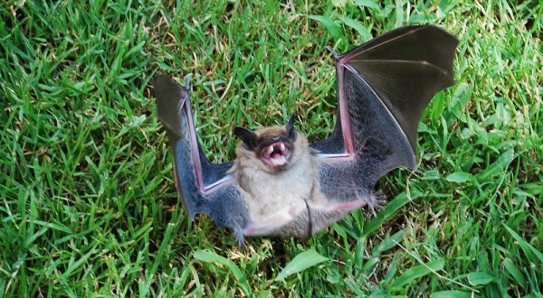 Bats Are Invading Oklahoma And Here’s What You Need To Know