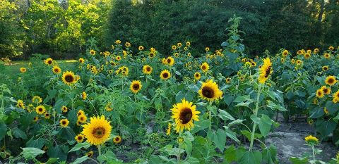 Get Lost In 10,000 Beautiful Sunflowers At Coastal Ridge Farm In Mississippi