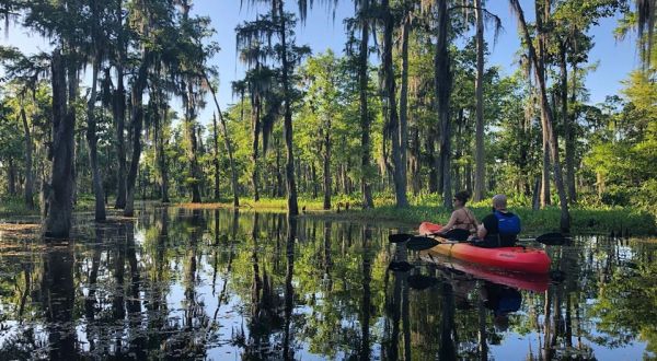 Surround Yourself In A Sea Of Emerald Greens On A Kayak Swamp Tour Near New Orleans