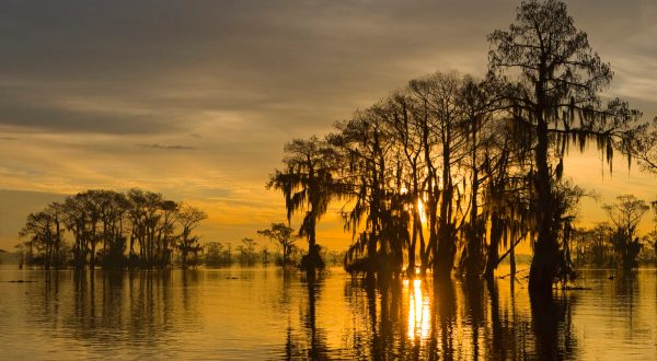 The Atchafalaya Swamp Was Named The Most Beautiful Place In Louisiana And We Have To Agree