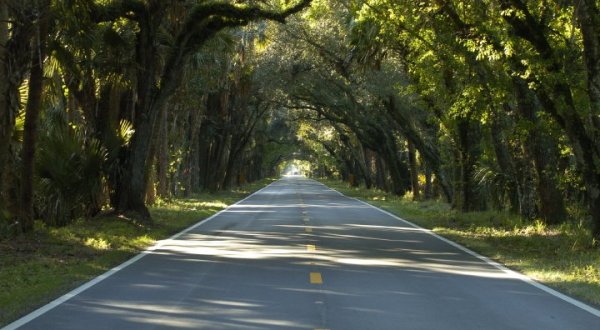 Drive Through This Massive 12-Mile Forested Tree Tunnel In Florida
